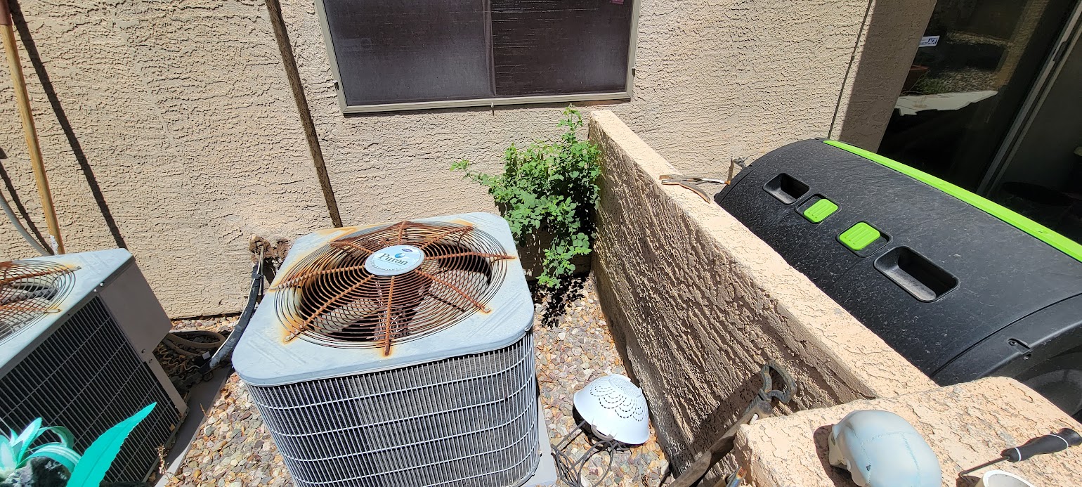 Sissoo tree sprout growing 40 feet from the tree right next to the kitchen sink!